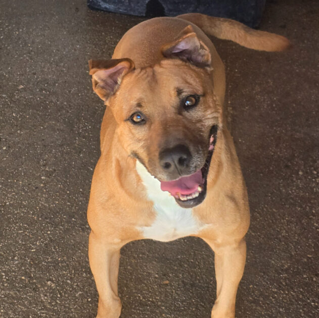 Kotia etsivä koira: THORR